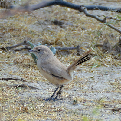 Patagonian Canastero